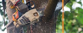 How Our Tree Care Process Works  in  Kensington, CT