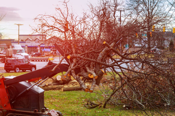 Best Storm Damage Tree Cleanup  in Kensington, CT