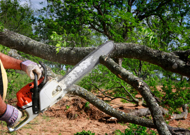 Best Leaf Removal  in Kensington, CT